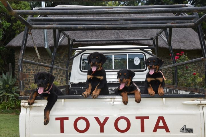 Four Craffenheim Rottweiler puppies looking out of the back of a farm bakkie