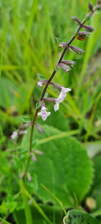 Tiny white flowers on a slender wild spike among the grass on Rietspruit Farm