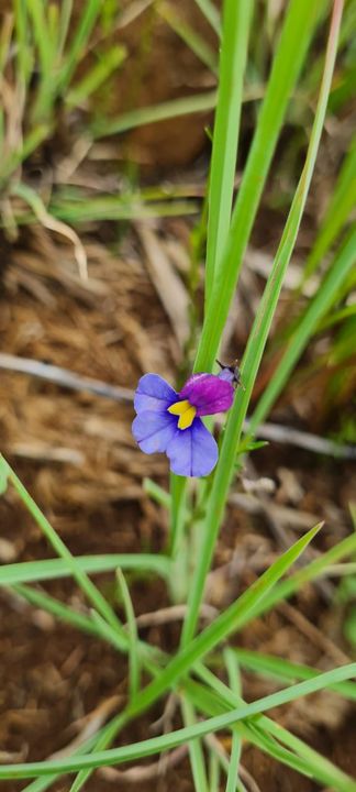 A small violet-blue wildflower with a yellow centre in the grass on Rietspruit Farm