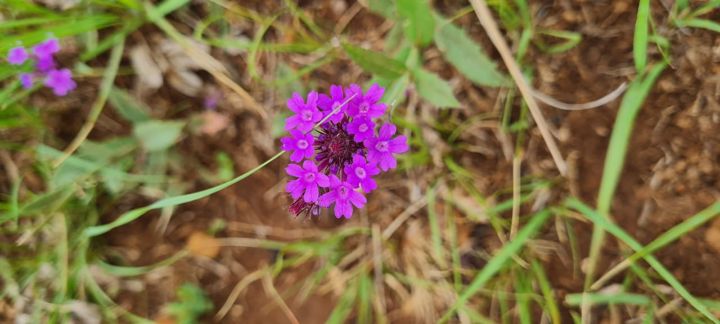 A bright purple wild verbena flower on red farm soil on Rietspruit Farm