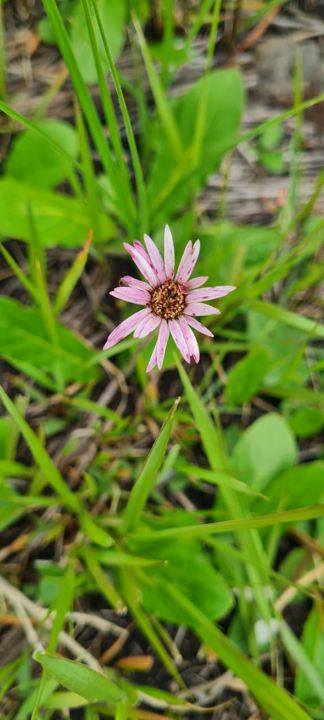 A pale pink wild daisy among the grass on Rietspruit Farm