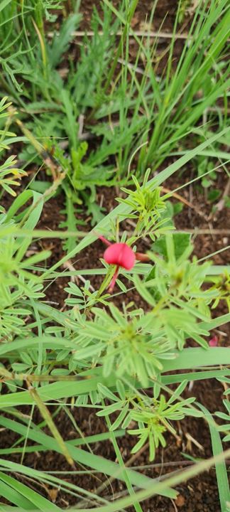 A small red wildflower among feathery green leaves on Rietspruit Farm