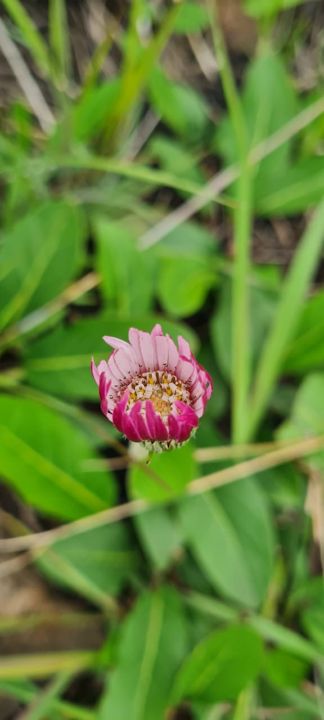 A pink and crimson wildflower bud in the veld on Rietspruit Farm
