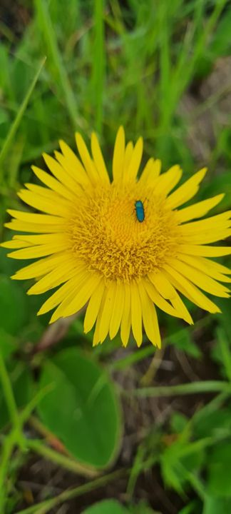 A bright yellow wild daisy with a little beetle at its centre on Rietspruit Farm