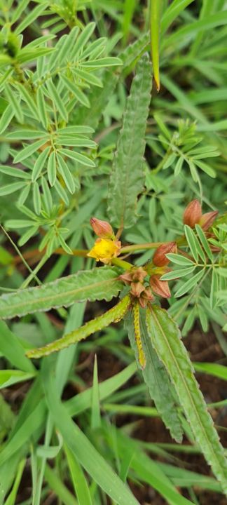 Small orange-yellow wildflowers among narrow leaves on Rietspruit Farm