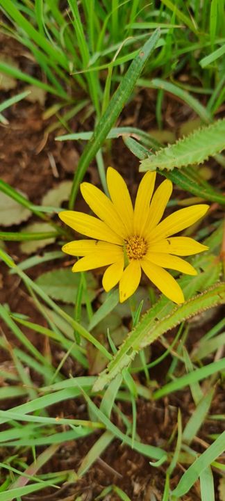 A golden yellow wild daisy in the grass on Rietspruit Farm