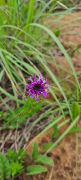 A deep purple wildflower head among the grass and red soil on Rietspruit Farm