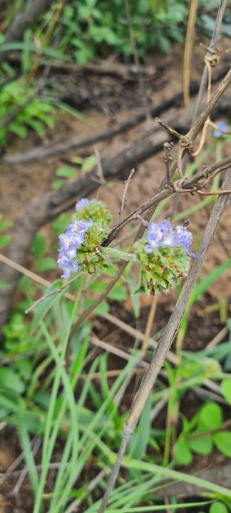 Soft blue wildflowers on a woody stem on Rietspruit Farm