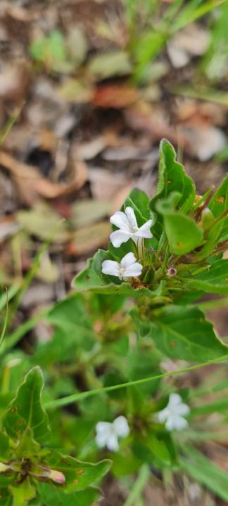 Small white wildflowers on a leafy shrub on Rietspruit Farm