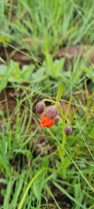 A bright orange wildflower with brown buds in the grass on Rietspruit Farm