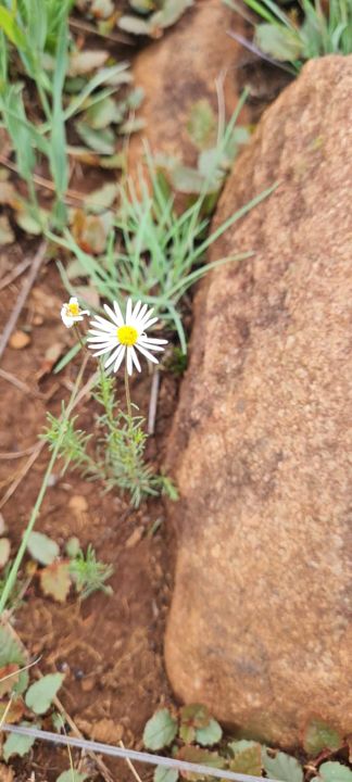 A white wild daisy growing beside a sandstone rock on Rietspruit Farm