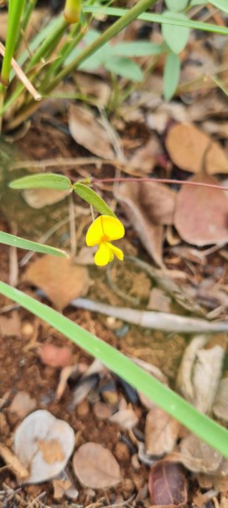 A yellow pea-like wildflower among fallen leaves on Rietspruit Farm