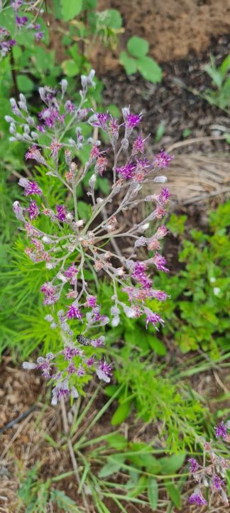 A spray of pink-purple wildflowers on Rietspruit Farm