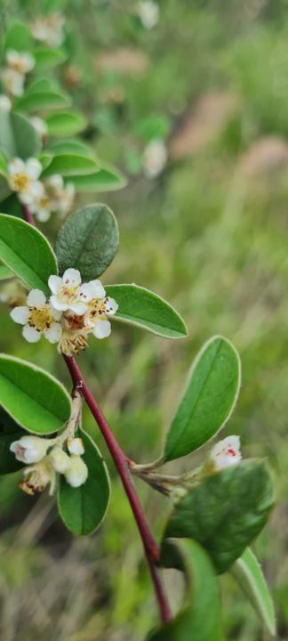 White blossoms on a red-stemmed wild shrub on Rietspruit Farm