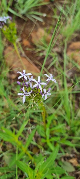 Star-shaped pale lilac wildflowers in the grass on Rietspruit Farm