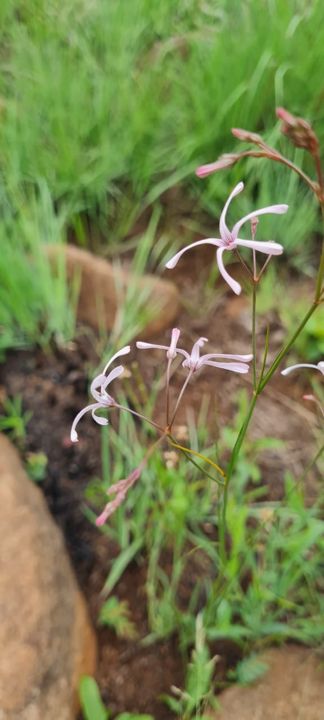 Delicate pink wild lilies between the rocks on Rietspruit Farm