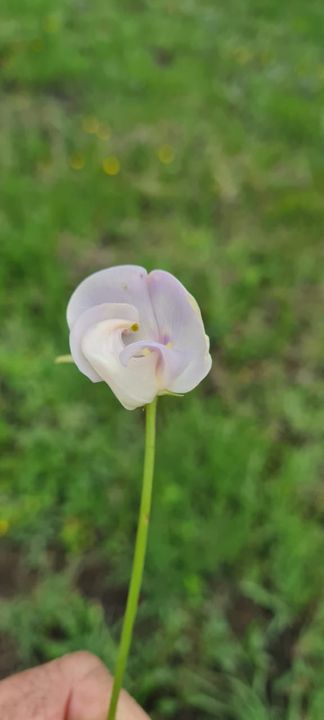 A single pale lilac wildflower on a tall stem on Rietspruit Farm
