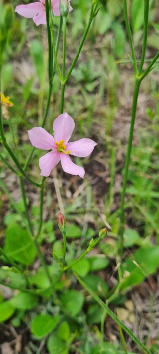 A pale pink wildflower with a yellow eye on a slender stem on Rietspruit Farm