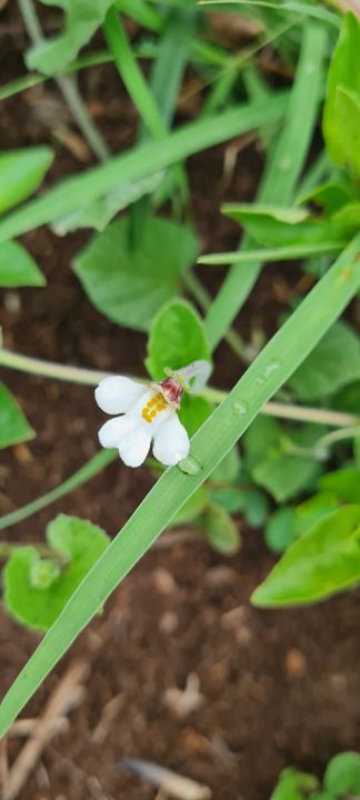 A tiny white wildflower among the grass and red soil on Rietspruit Farm