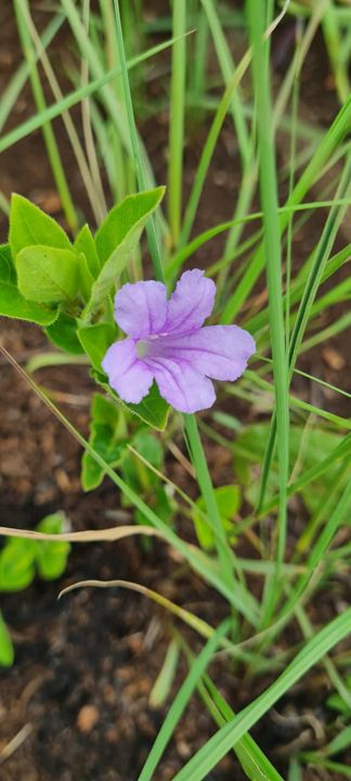 A soft violet wildflower with darker veins in the grass on Rietspruit Farm