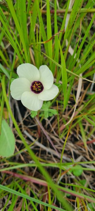 A creamy white wild hibiscus with a dark centre on Rietspruit Farm