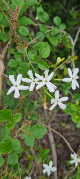 Star-shaped white wildflowers on a scrambling shrub on Rietspruit Farm