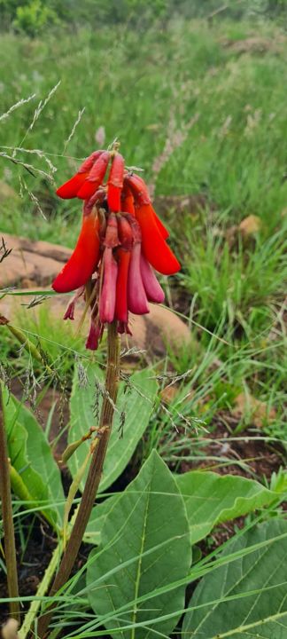 A spike of bright red tubular wildflowers in the veld on Rietspruit Farm