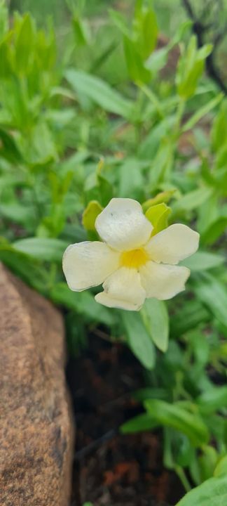 A creamy yellow wildflower beside a sandstone rock on Rietspruit Farm