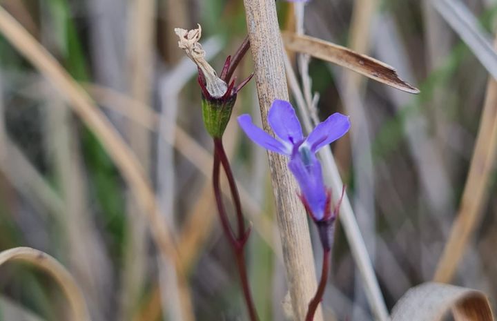A violet-blue wildflower among dry winter grass on Rietspruit Farm