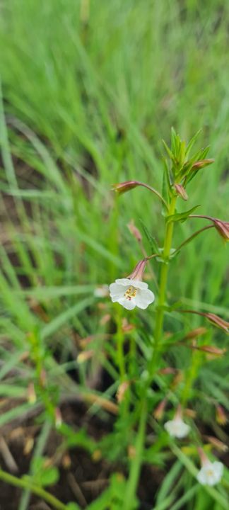 Tiny white wildflowers on fine stems in the grass on Rietspruit Farm