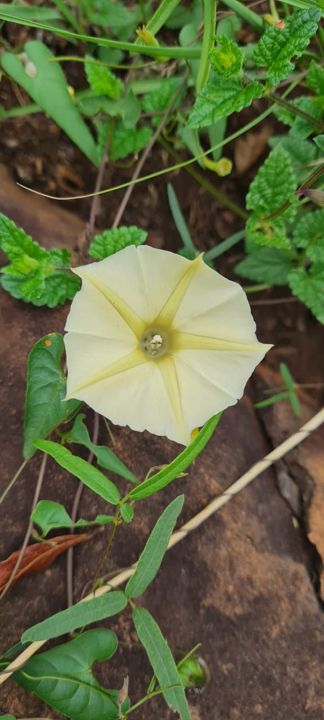 A pale yellow trumpet-shaped wildflower among the leaves on Rietspruit Farm
