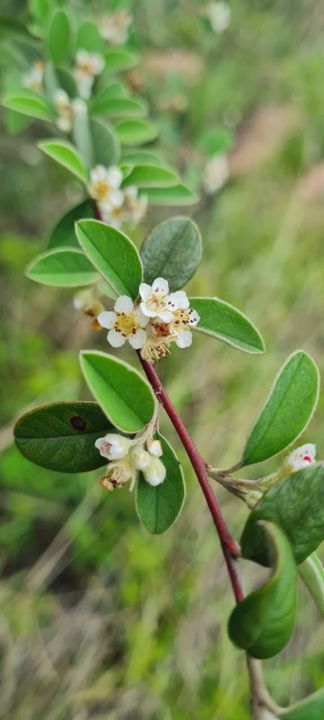 Clusters of small cream wildflowers on a red stem on Rietspruit Farm