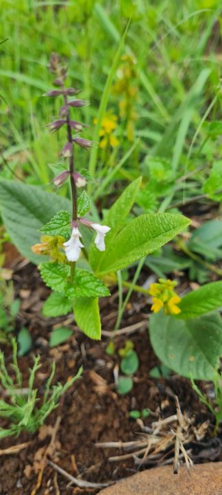 Small white and yellow wildflowers among the leaves on Rietspruit Farm