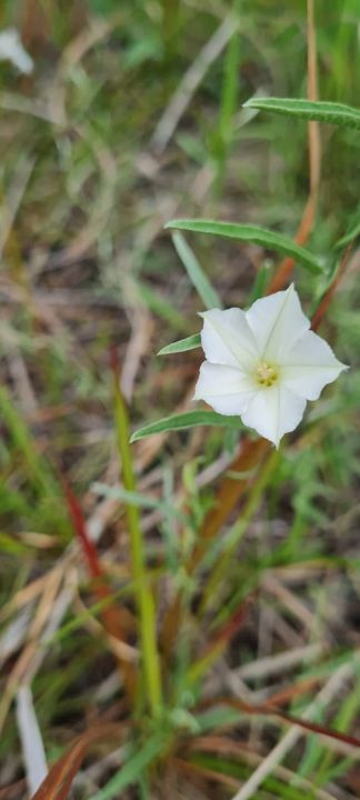 A white star-shaped wildflower in the grass on Rietspruit Farm