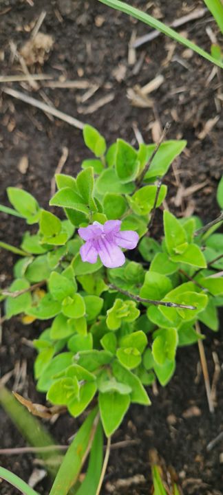 A small pink wildflower among bright green leaves on Rietspruit Farm