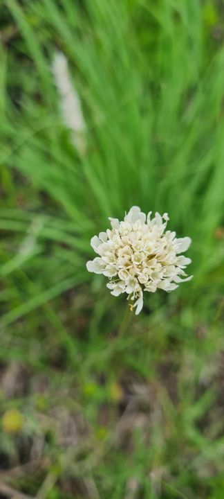 A creamy white pom-pom wildflower in the grass on Rietspruit Farm