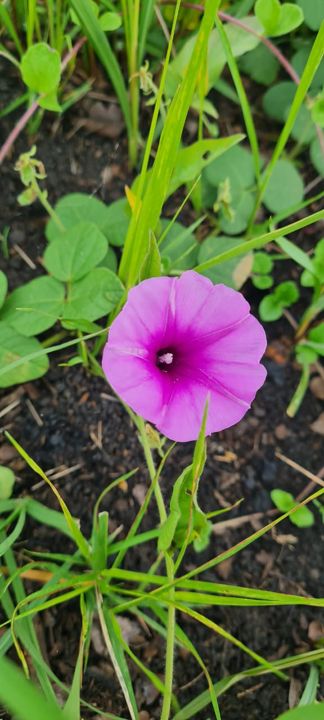A bright magenta wild morning glory on Rietspruit Farm