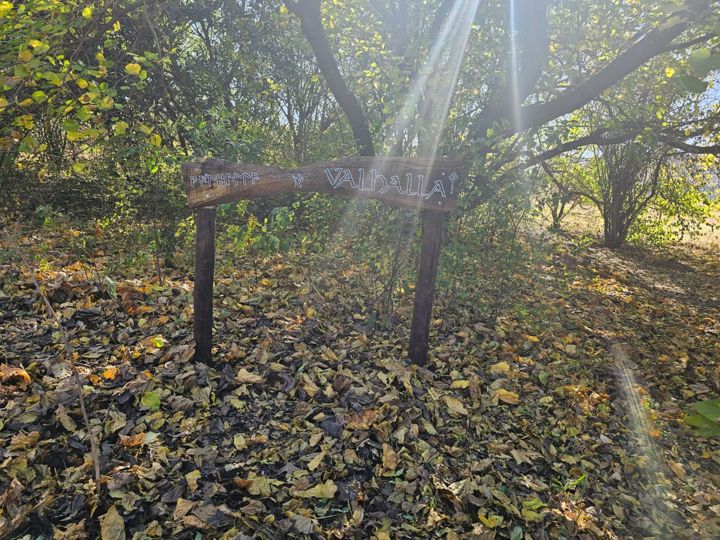 Sunlight through the trees over Valhalla