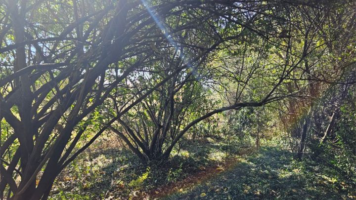 The sheltering trees of Valhalla