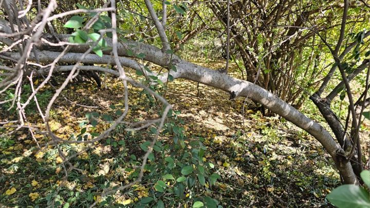 A fallen branch beneath the trees at Valhalla