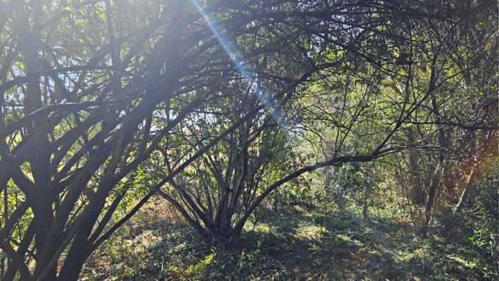 Sunlight falling through the branches at Valhalla