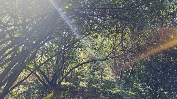 The quiet, shaded ground of Valhalla
