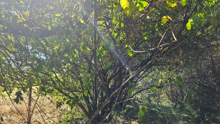 Autumn leaves above our resting warriors