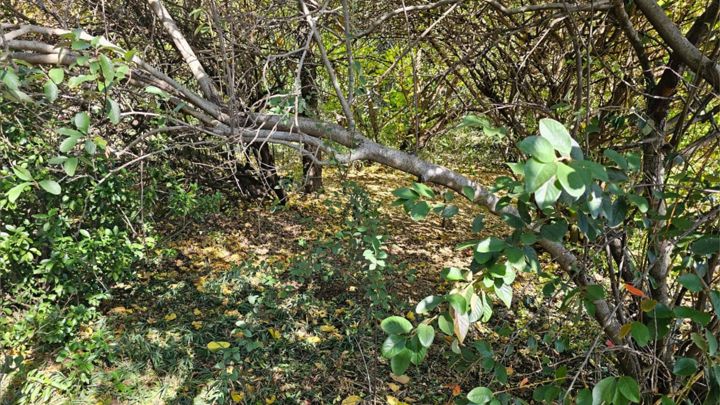 Green leaves at the edge of Valhalla